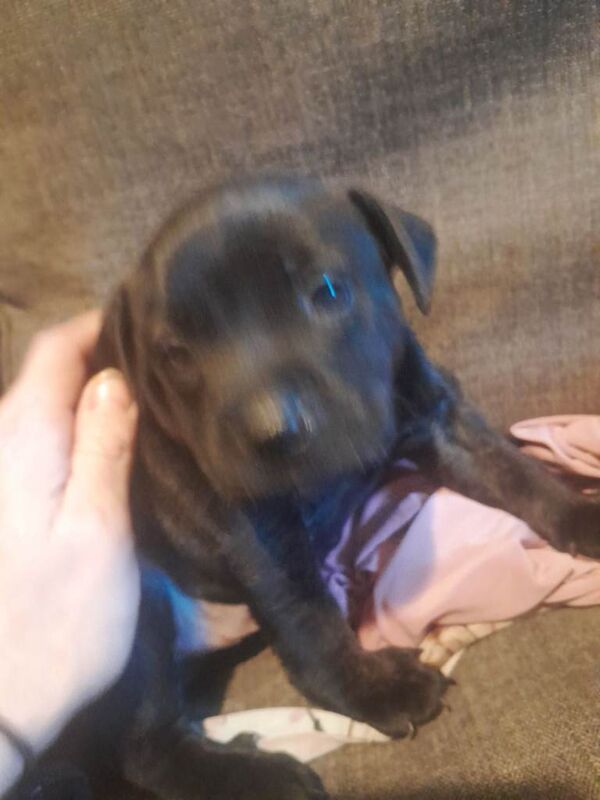 Staffordshire Bull Terrier puppies for sale in Morden, Greater London – 2 weeks old - Image 2 of 3
