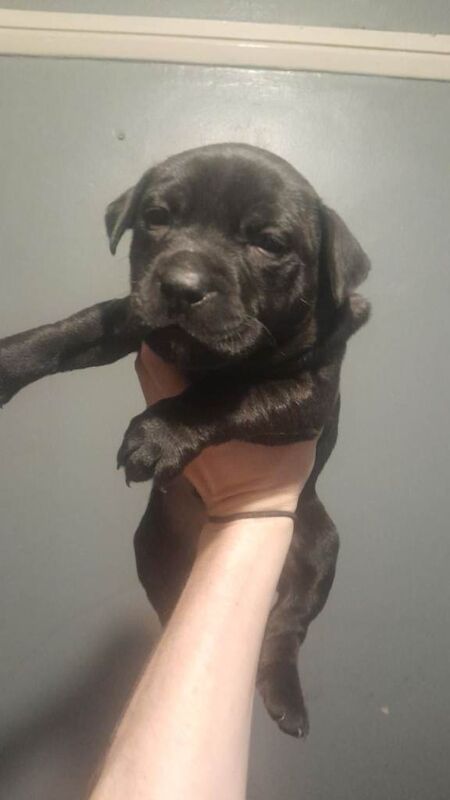 Staffordshire Bull Terrier puppies for sale in Morden, Greater London – 2 weeks old - Image 3 of 3