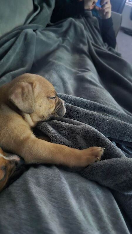 Staffordshire Bull Terrier puppies for sale in Highland Boath, Nairn – 9 weeks old