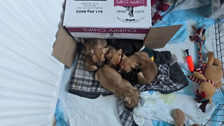 Staffie puppies - Image 2 of 4