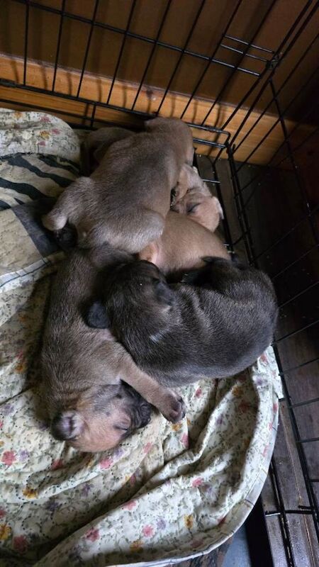 Staffie puppies - Image 3 of 4