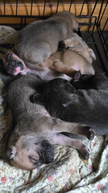 Staffie puppies - Image 4 of 4