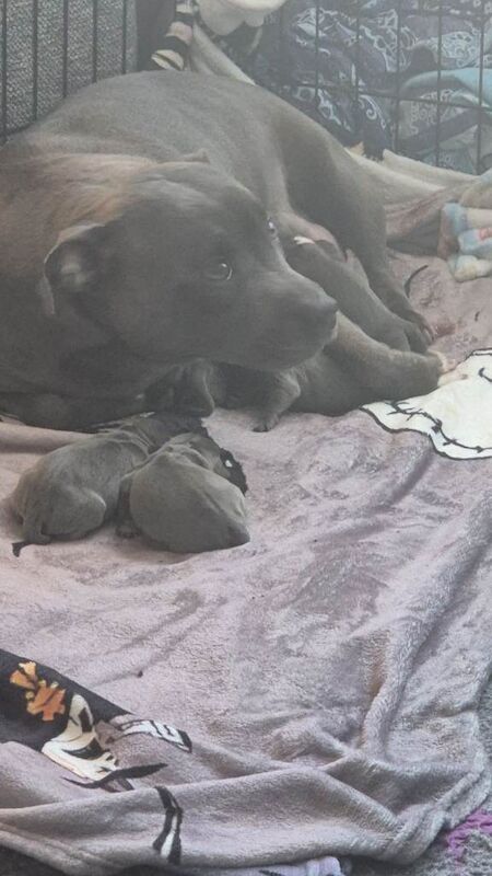 Staffie Puppies For Sale
