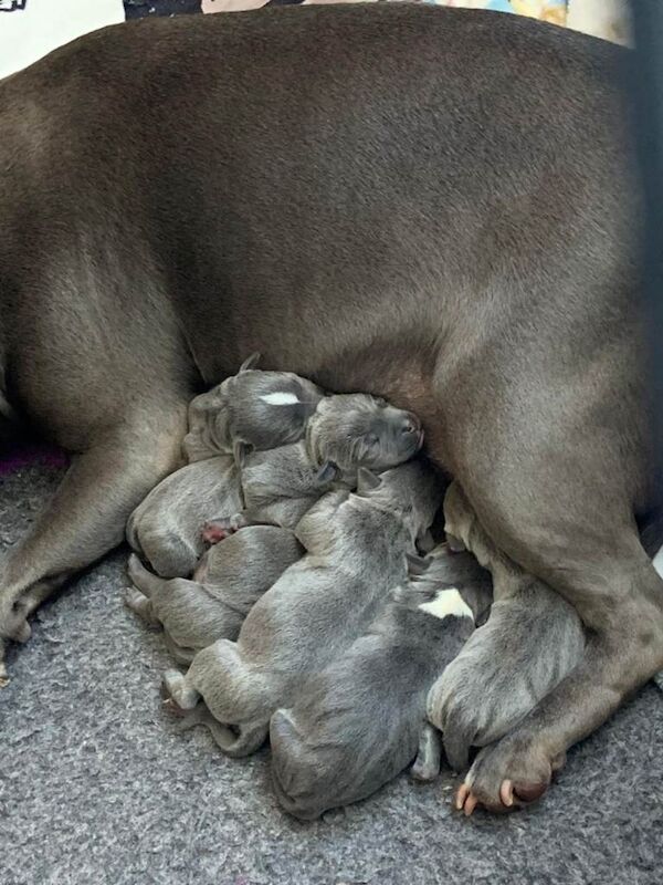 Staffie pups - Image 2 of 3