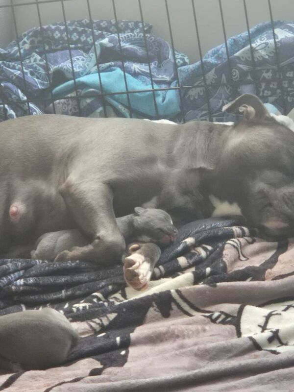 Staffie pups - Image 3 of 3
