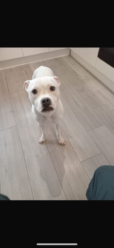 Staffordshire Bull Terrier Puppies For Sale Under £1,000