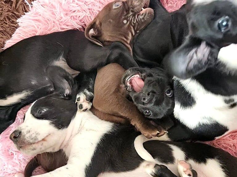 Staffordshire Bull Terrier puppies for sale in Kirkcaldy, Fife – 5 weeks old