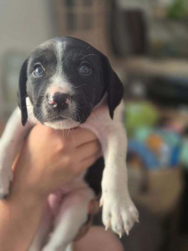 Staffordshire Bull Terrier puppies for sale in Kirkcaldy, Fife – 5 weeks old - Image 2 of 3
