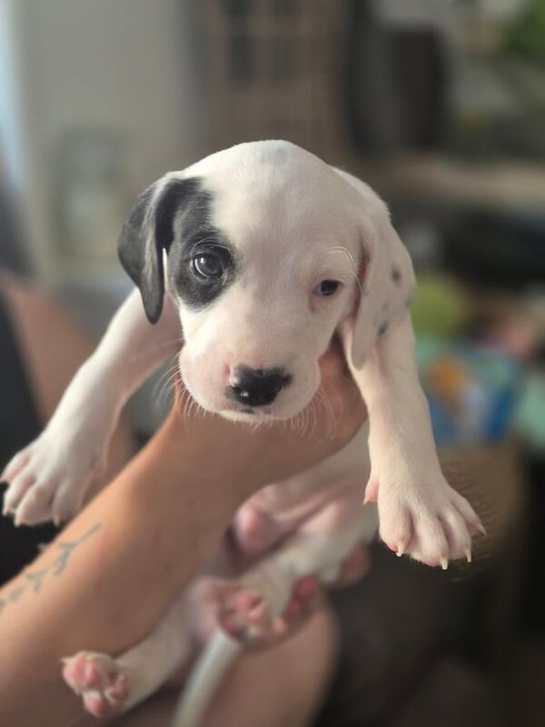 Staffordshire Bull Terrier puppies for sale in Kirkcaldy, Fife – 5 weeks old - Image 3 of 3