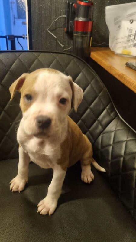 Staffordshire Bull Terrier Puppies For Sale Under £1,000