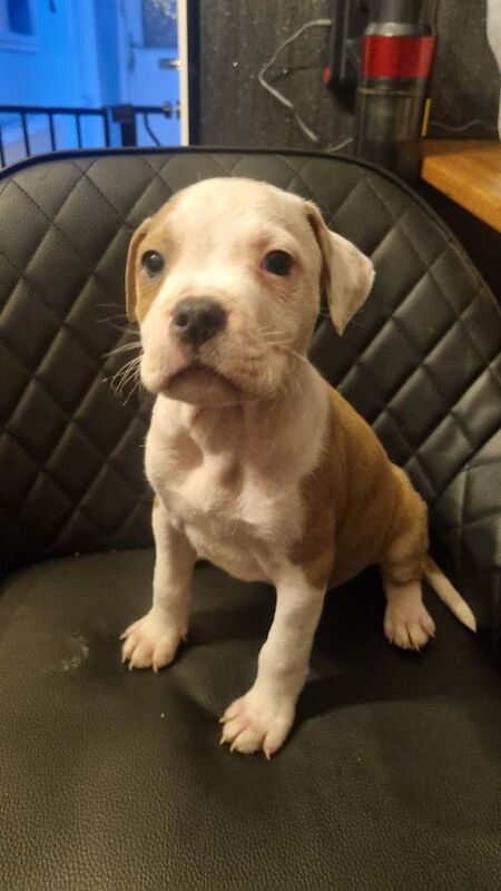 Staffordshire Bull Terrier puppies for sale in Knottingley, West Yorkshire – 9 weeks old - Image 2 of 3