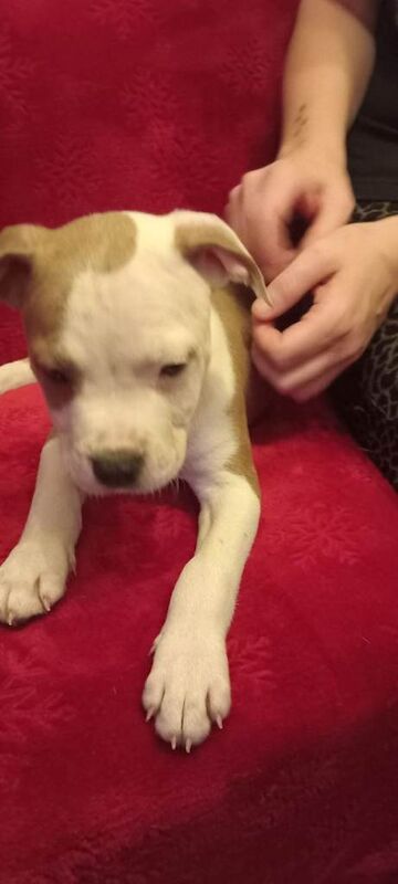 Staffordshire Bull Terrier puppies for sale in Knottingley, West Yorkshire – 9 weeks old - Image 3 of 3