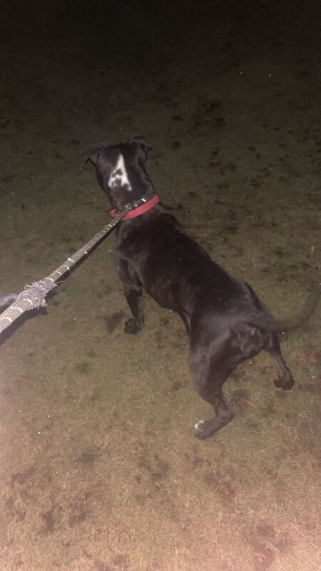 Staffordshire Bull Terrier puppies for sale in Magherafelt, County Londonderry – 2 years old