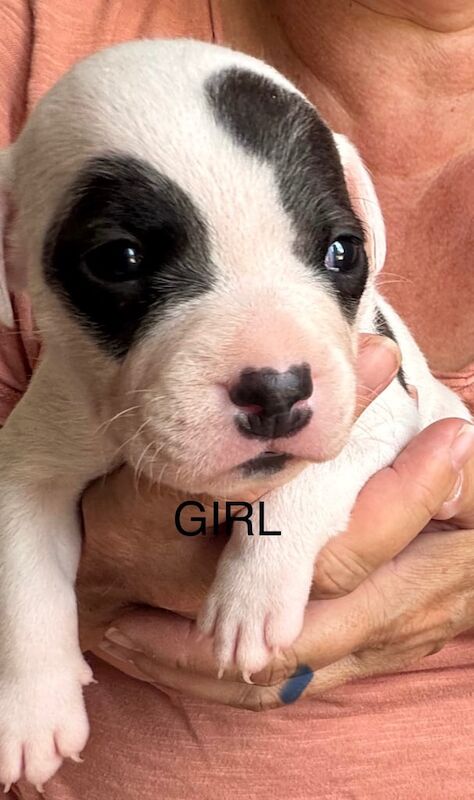 Staffordshire Bull Terrier puppies for sale in Ely, Cambridgeshire – 3 weeks old
