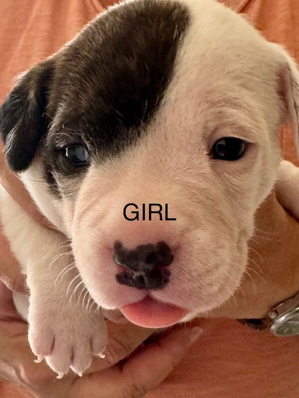 Staffordshire Bull Terrier puppies for sale in Ely, Cambridgeshire – 5 weeks old - Image 2 of 3