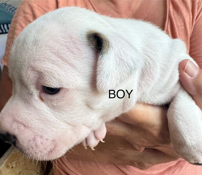 Staffordshire Bull Terrier puppies for sale in Ely, Cambridgeshire – 5 weeks old - Image 3 of 3