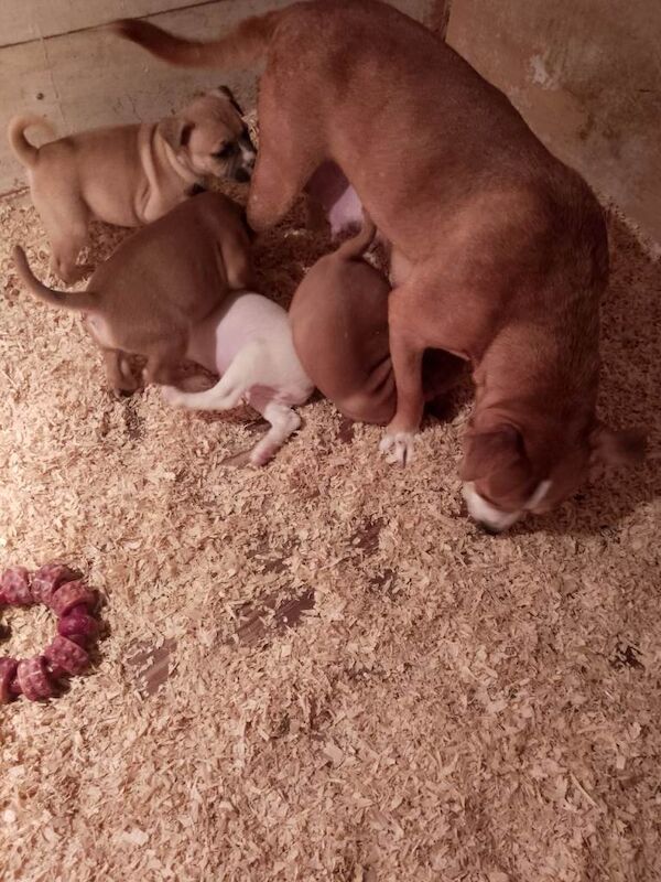 staffordshier bull terriers pups - Image 3 of 5