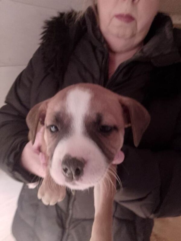 staffordshier bull terriers pups - Image 5 of 5