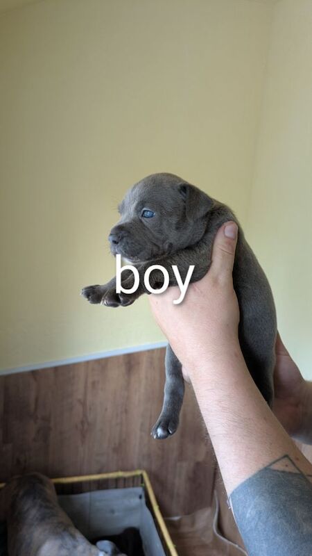 Staffordshire Bull Terrier puppies for sale in Wolverhampton, West Midlands – 4 weeks old