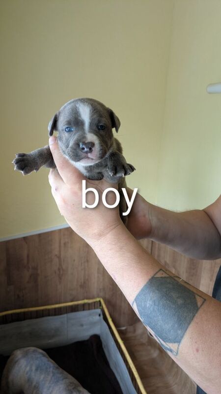 Staffordshire Bull Terrier puppies for sale in Wolverhampton, West Midlands – 4 weeks old - Image 2 of 14