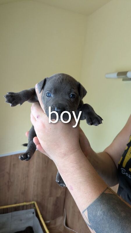 Staffordshire Bull Terrier puppies for sale in Wolverhampton, West Midlands – 4 weeks old - Image 3 of 14