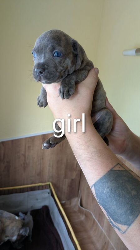 Staffordshire Bull Terrier puppies for sale in Wolverhampton, West Midlands – 4 weeks old - Image 4 of 14