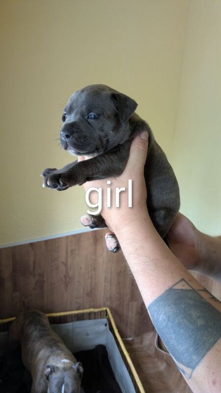 Staffordshire Bull Terrier puppies for sale in Wolverhampton, West Midlands – 4 weeks old - Image 5 of 14