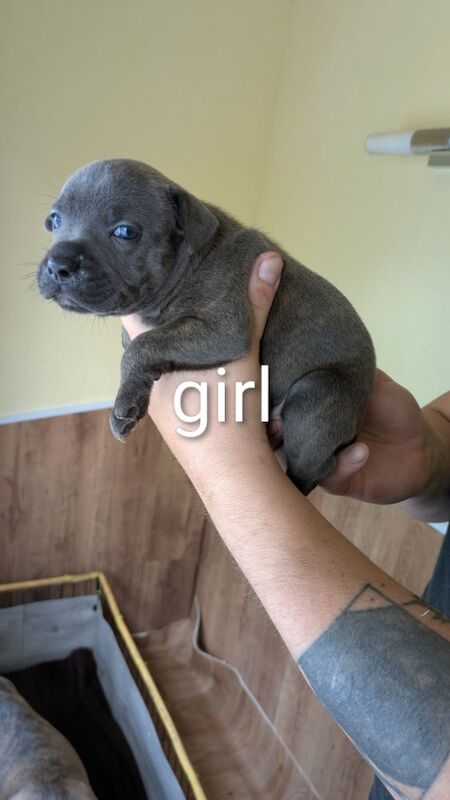 Staffordshire Bull Terrier puppies for sale in Wolverhampton, West Midlands – 4 weeks old - Image 6 of 14