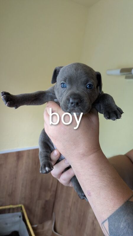 Staffordshire Bull Terrier puppies for sale in Wolverhampton, West Midlands – 4 weeks old - Image 7 of 14