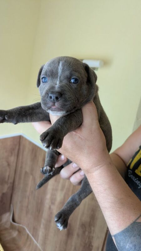 Staffordshire Bull Terrier puppies for sale in Wolverhampton, West Midlands – 4 weeks old - Image 8 of 14