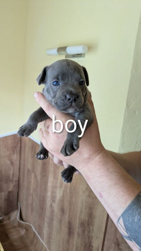 Staffordshire Bull Terrier puppies for sale in Wolverhampton, West Midlands – 4 weeks old - Image 9 of 14