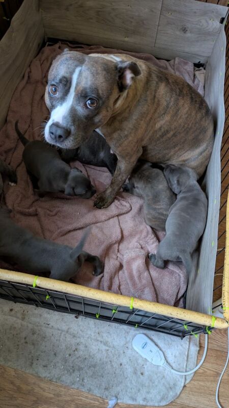 Staffordshire Bull Terrier puppies for sale in Wolverhampton, West Midlands – 4 weeks old - Image 10 of 14