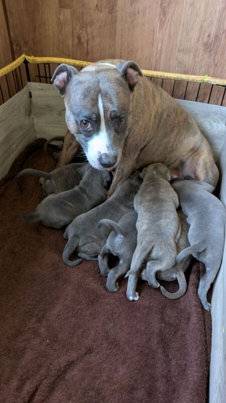 Staffordshire Bull Terrier puppies for sale in Wolverhampton, West Midlands – 4 weeks old - Image 11 of 14