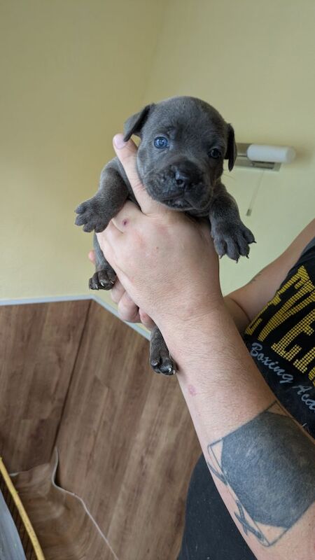 Staffordshire Bull Terrier puppies for sale in Wolverhampton, West Midlands – 4 weeks old - Image 12 of 14