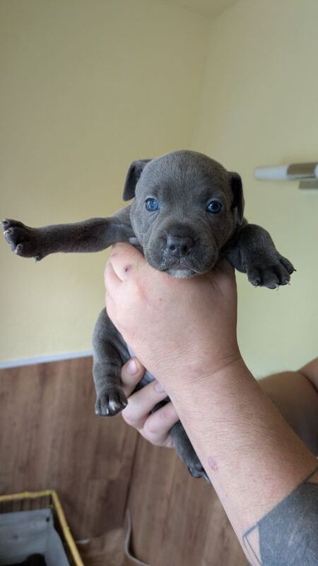 Staffordshire Bull Terrier puppies for sale in Wolverhampton, West Midlands – 4 weeks old - Image 13 of 14