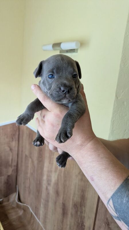 Staffordshire Bull Terrier puppies for sale in Wolverhampton, West Midlands – 4 weeks old - Image 14 of 14