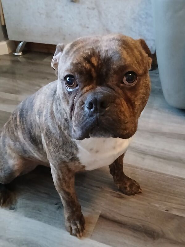 Staffordshire Bull Terrier puppies for sale in Coventry, West Midlands – 2 years old