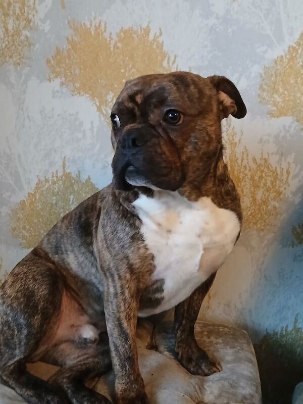 Staffordshire Bull Terrier puppies for sale in Coventry, West Midlands – 2 years old - Image 2 of 3