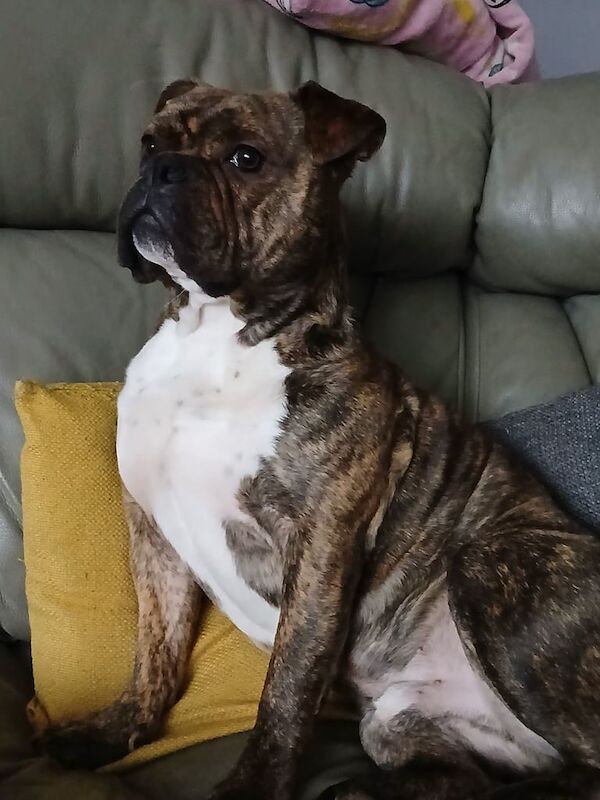 Staffordshire Bull Terrier puppies for sale in Coventry, West Midlands – 2 years old - Image 3 of 3