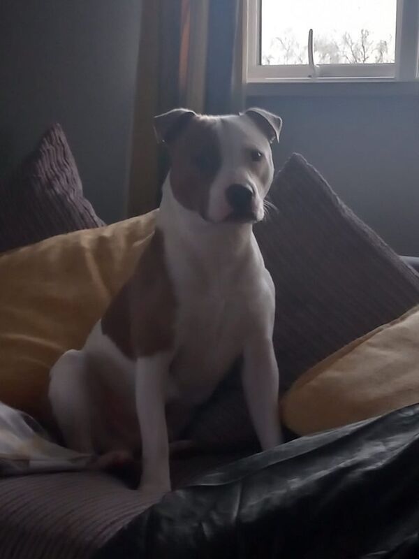 Staffordshire bull terier for sale in Lisburn, County Down