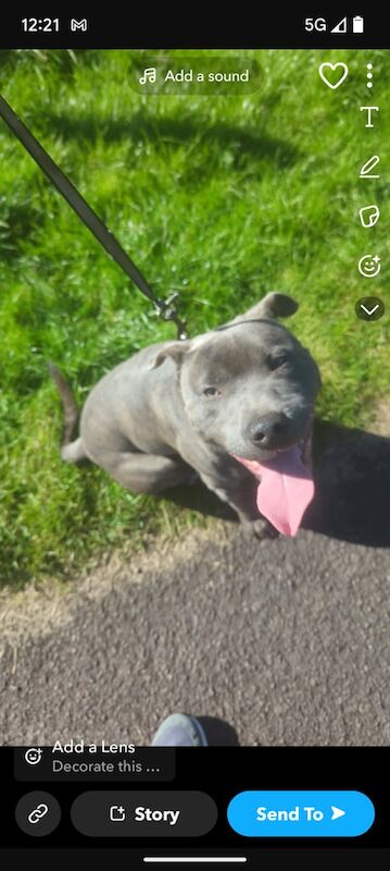 Staffordshire Bull terrier 1 Year old for sale in Craigavon, County Armagh