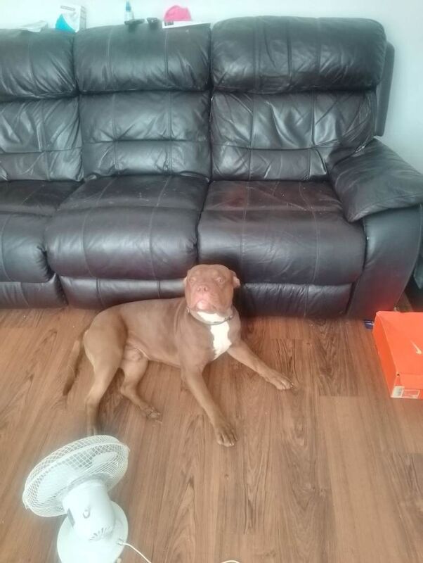 Staffordshire bull terrier 15 month old