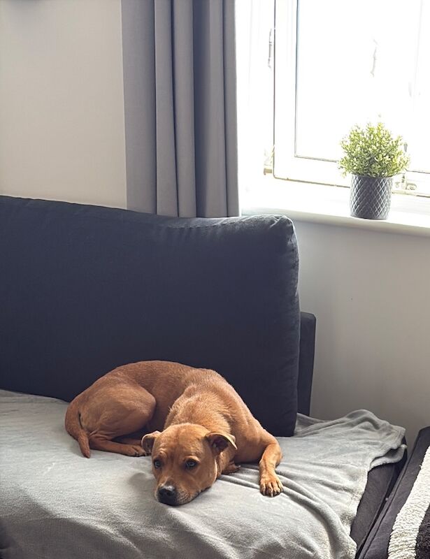 Staffordshire Bull Terrier