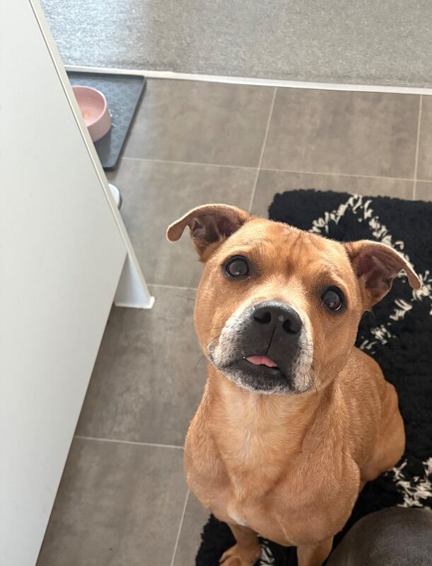 Staffordshire Bull Terrier - Image 2 of 7
