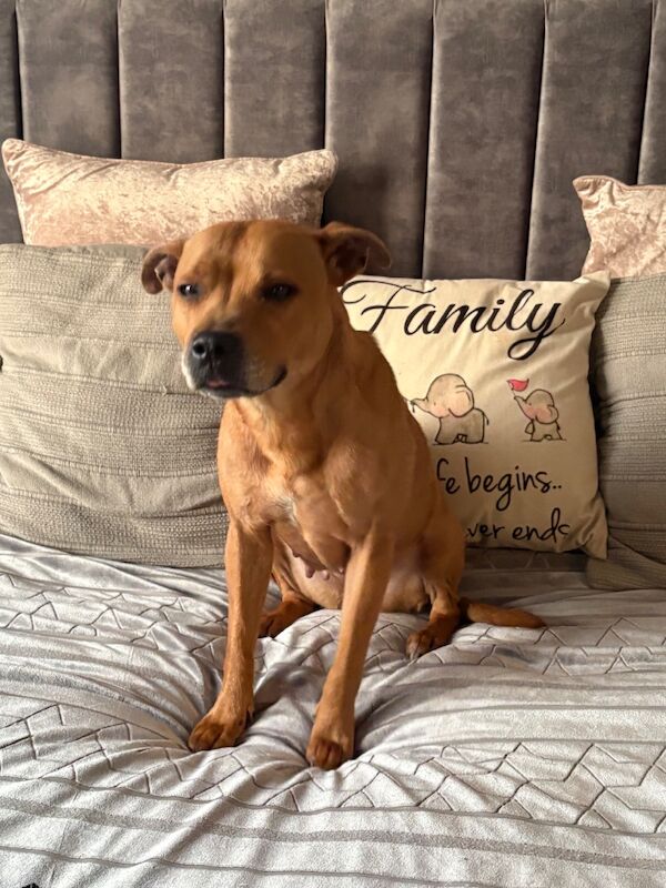 Staffordshire Bull Terrier - Image 3 of 7