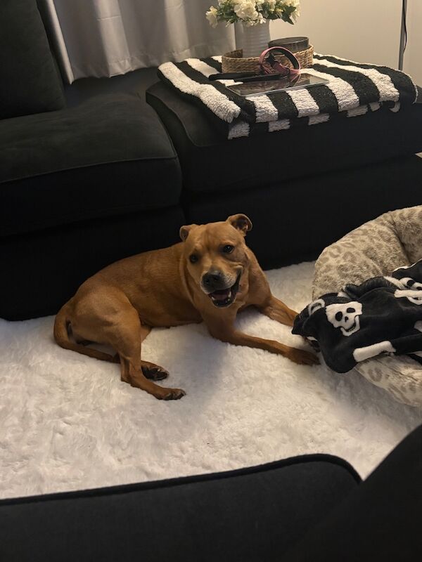 Staffordshire Bull Terrier - Image 4 of 7