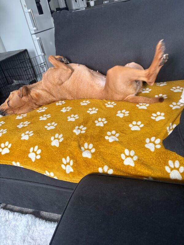 Staffordshire Bull Terrier - Image 5 of 7