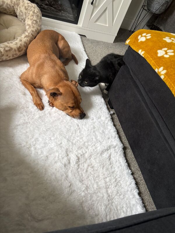 Staffordshire Bull Terrier - Image 6 of 7