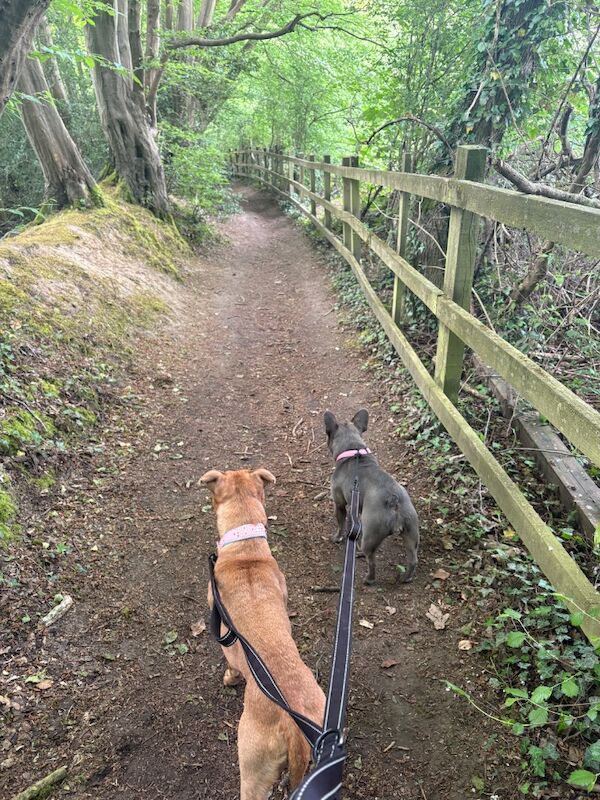 Staffordshire Bull Terrier - Image 7 of 7