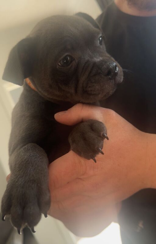 Staffordshire Bull terrier ready to leave for forever home